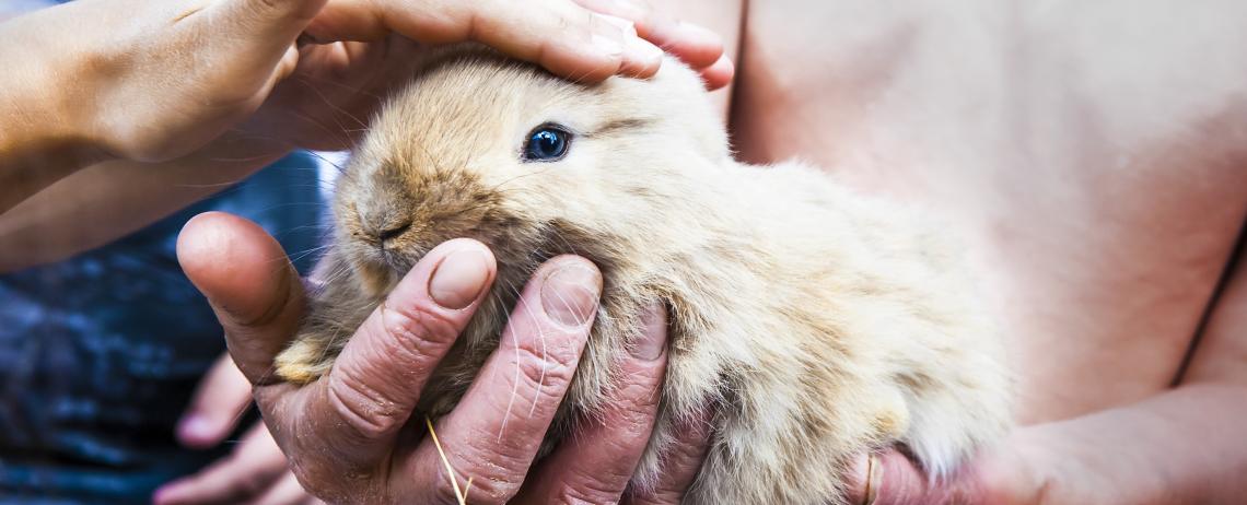 Samenwerken aan goede Meerzorg - Konijn aaien